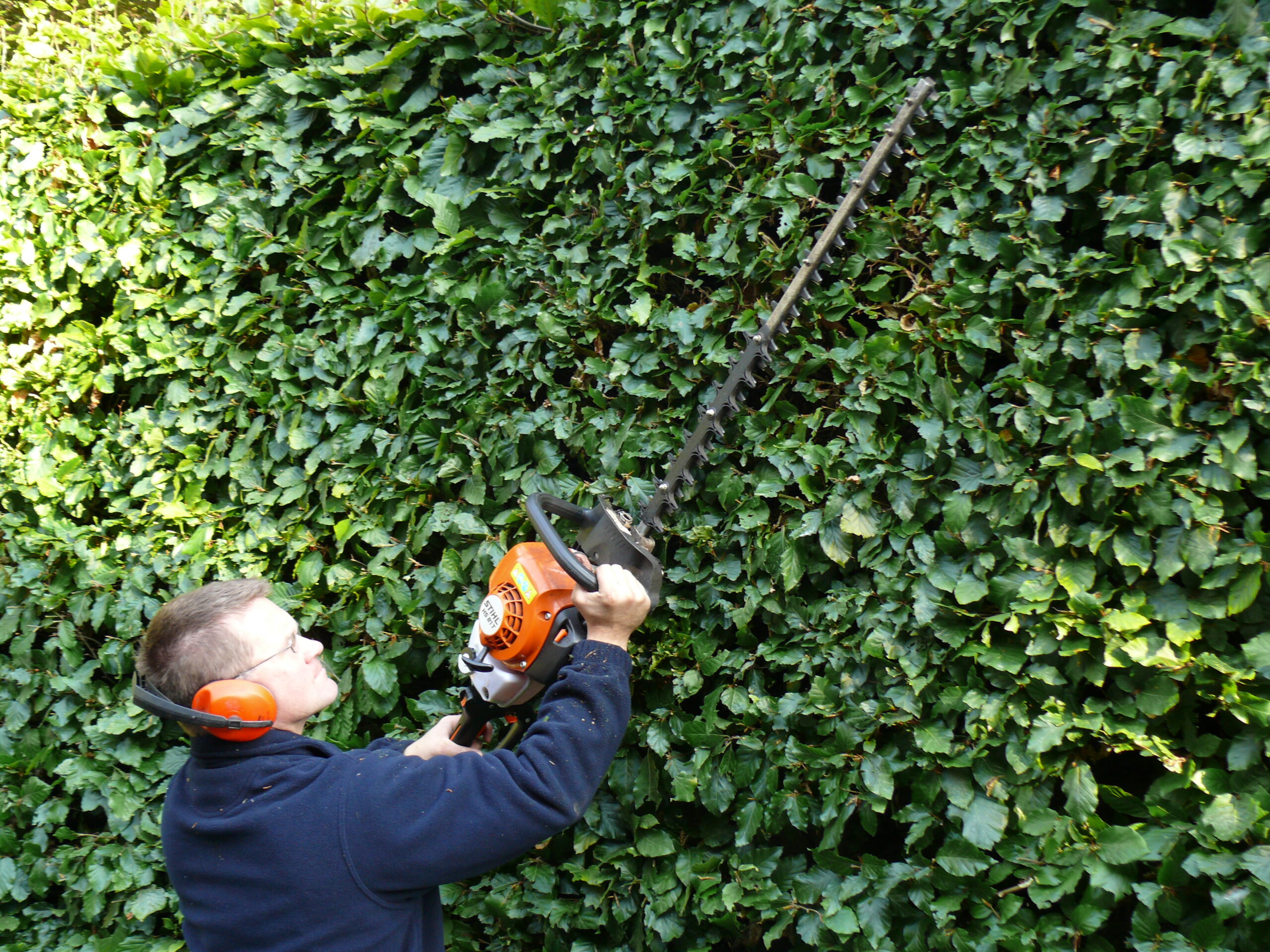 Hedge Cutting, Jason, Ladder, Stihl 7